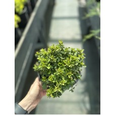 Барбарис тунберга Грін Сапфір / Барбарис тунберга С3